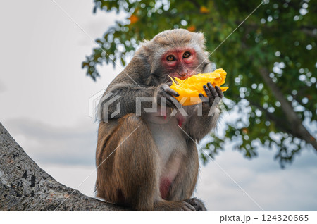 funny monkey eats mango sitting on a tree in the forest in wild nature 124320665