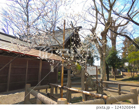 広瀬神社　不朽梅 124320844