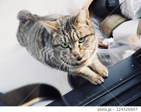 窓に前足をかけるネコ 窓に前足をかけるネコ 124320847