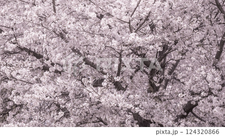 満開の桜 124320866