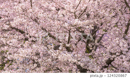 満開の桜 124320867