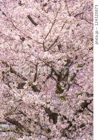 満開の桜 満開の桜 124320873
