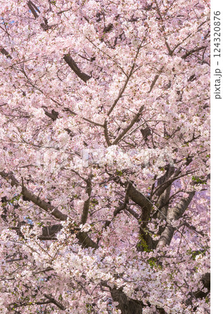 満開の桜 124320876
