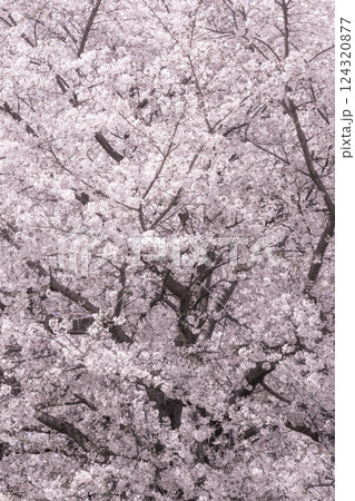 満開の桜 満開の桜 124320877