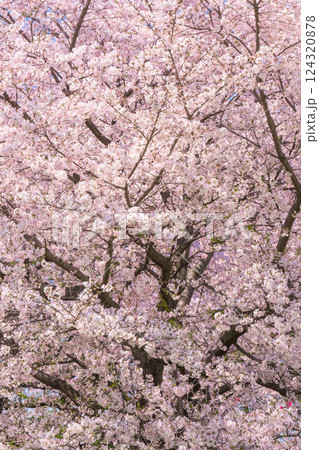 満開の桜 124320878