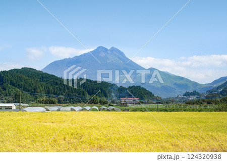 稲穂と由布岳 124320938