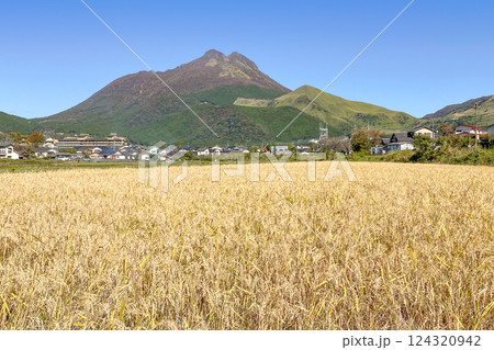稲穂と由布岳 稲穂と由布岳 124320942