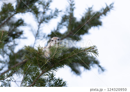 エゾモモンガ 124320950