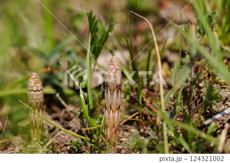 春を告げるツクシ03 春を告げるツクシ03 124321002