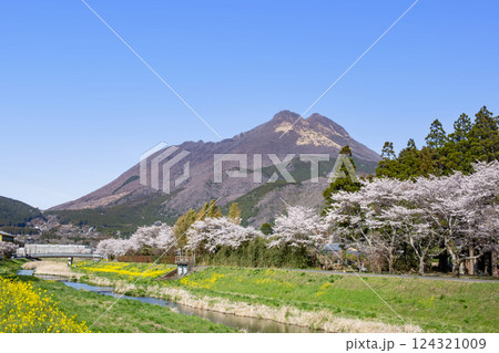 湯布院 桜並木と菜の花と由布岳 湯布院 桜並木と菜の花と由布岳 124321009