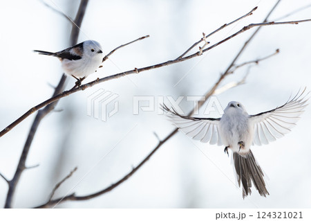 シマエナガ 124321021