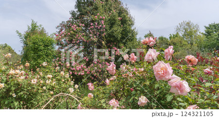 カラフルなバラの花【花菜ガーデン】神奈川県平塚市・6月 124321105