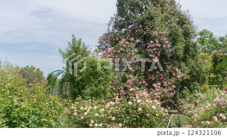 バラ園の風景【花菜ガーデン】神奈川県平塚市・6月 バラ園の風景【花菜ガーデン】神奈川県平塚市・6月 124321106