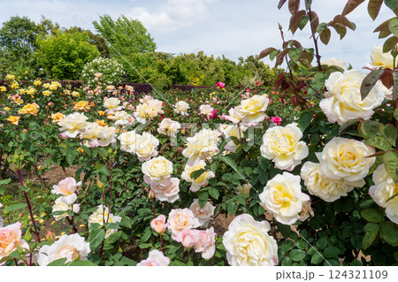 バラ園の風景ガーデンパーティー【花菜ガーデン】神奈川県平塚市・6月 124321109