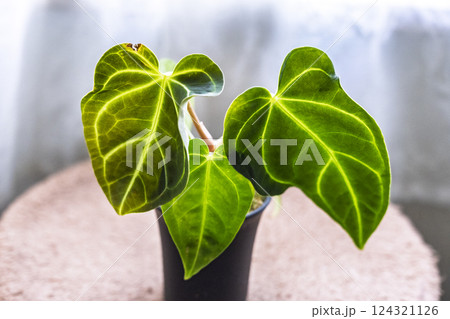 観葉植物　アンスリウム　レガレ 124321126