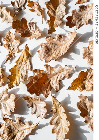 Autumn Leaves Background. Dry Oak Leaves Arranged In Hard Light. 124321255