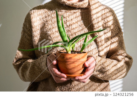Woman in Cozy Sweater Holding Aloe Vera Potted Plant. Natural Indoor Gardening. 124321256