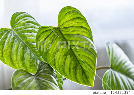 観葉植物　フィロデンドロン　ソディロイ 124321354