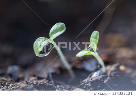 春の発芽や新芽 春の発芽や新芽 124322121