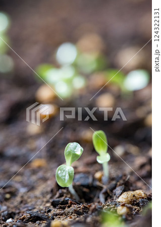 春の発芽や新芽 春の発芽や新芽 124322131