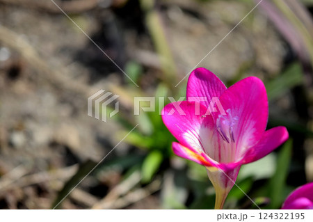 フリージア フリージア 124322195