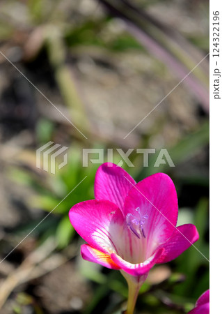 フリージア 124322196