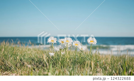 Daisies blooming by ocean under clear sky Daisies blooming by ocean under clear sky 124322688