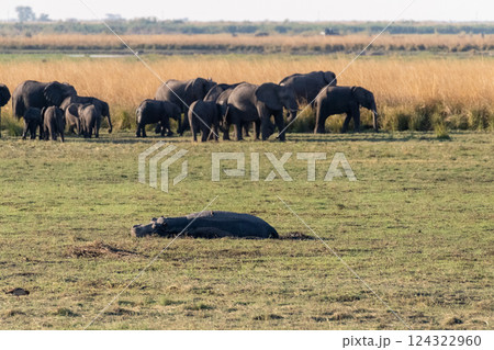 Hippo resting on land 124322960