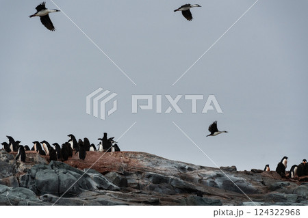Antarctic Shags near Fish Islands Antarctic Shags near Fish Islands 124322968