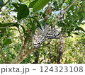 陽だまりの中で佇む対の蝶々 124323108