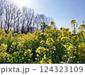 菜の花畑に入り日薄れ 124323109