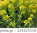 菜の花 124323110