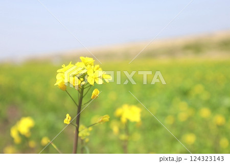菜の花 124323143