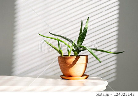 Aloe Vera Houseplant in Terracotta Pot with Light and Shadow Patterns from Blinds. 124323145