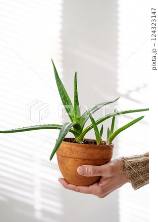 Hand Holding Aloe Vera in Terracotta Clay Pot, Close Up. 124323147