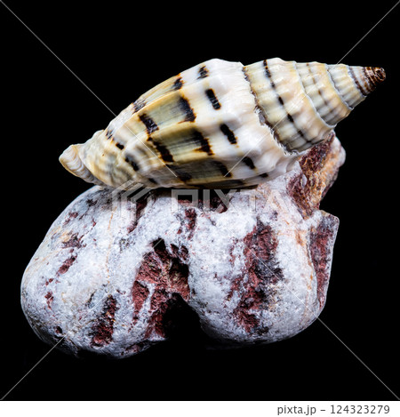 Vexillum Balteolatum Seashell on Textured Rock Vexillum Balteolatum Seashell on Textured Rock 124323279