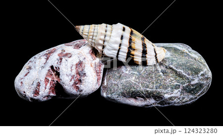 Vexillum Balteolatum Seashell on Textured Rock Vexillum Balteolatum Seashell on Textured Rock 124323280