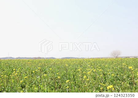 久慈川の河川敷に広がる菜の花　　茨城県 124323350