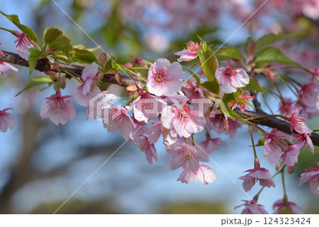 青空をバックにした白い桜 青空をバックにした白い桜 124323424