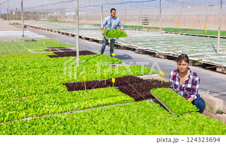 Woman working in greenhouse, setting tray with lettuce Woman working in greenhouse, setting tray with lettuce 124323694