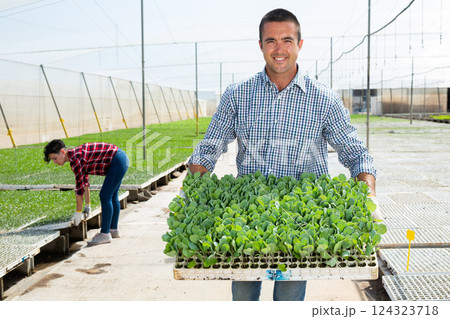 Male greenhouse worker carries box of sprouts in hands 124323718