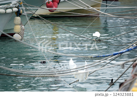 港の係留縄の上で魚を狙う白い鳥 124323881