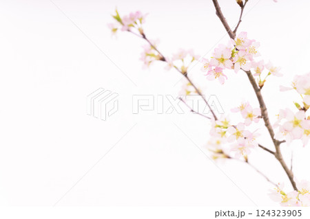 桜（白バック） 124323905
