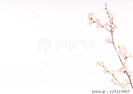 桜(白バック) 桜(白バック) 124323907