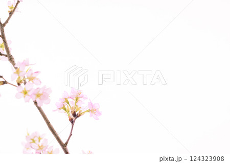 桜（白バック） 124323908