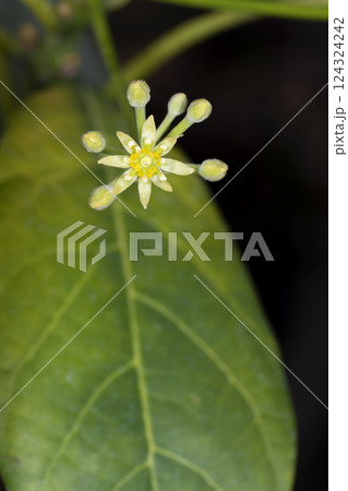 アボガドの花 アボガドの花 124324242