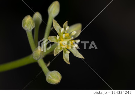 アボガドの花 アボガドの花 124324243