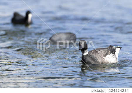 コクガン 124324254