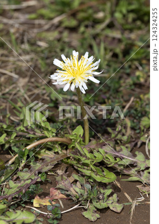 シロバナタンポポ 124324255