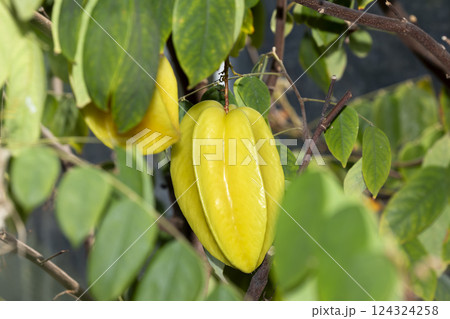 スターフルーツ 124324258